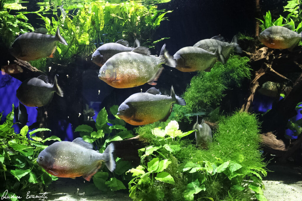 Aquarium Piranhas