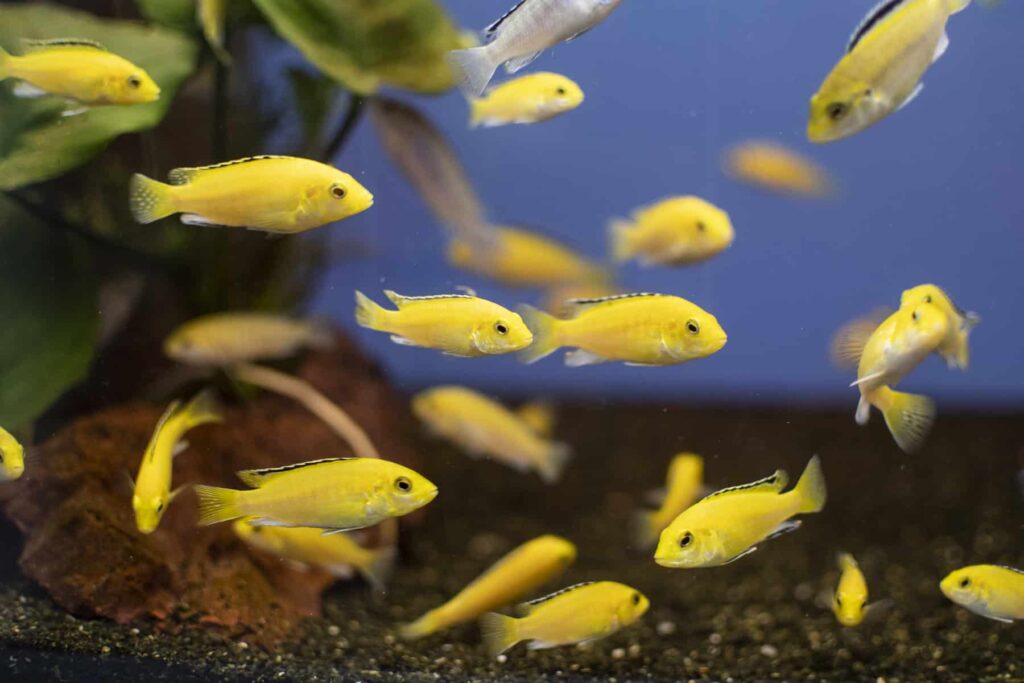 electric yellow cichlid tank mates