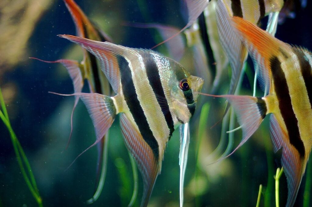 freshwater angelfish care guide facts faq 1